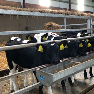 Calf Feeds and Troughs
