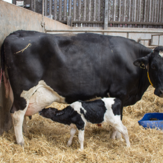 Calving Products