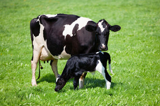 Cow's, Cattle and Calves